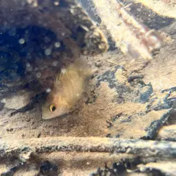 Malayan Leaffish, photo 5