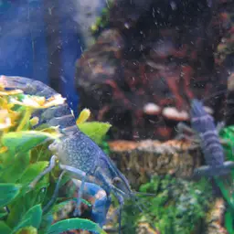 Blue Crayfish