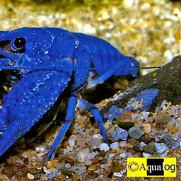 Blue Crayfish, photo 2