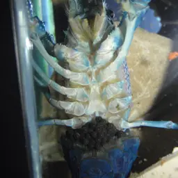 Blue Crayfish, photo 3