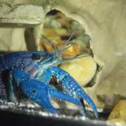 Blue Crayfish, photo 4