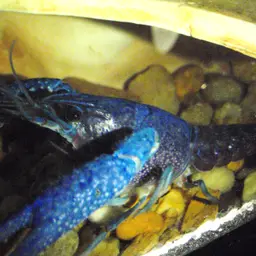 Blue Crayfish, photo 5
