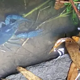 Blue Crayfish, photo 6