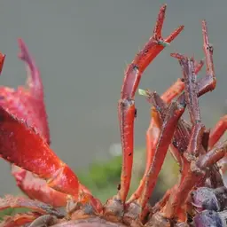 Red Swamp Crayfish, photo 3