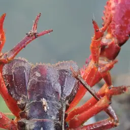 Red Swamp Crayfish, photo 4