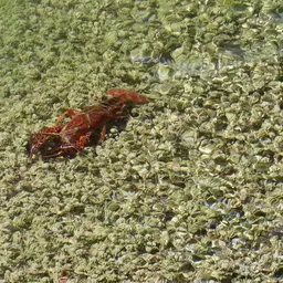 Red Swamp Crayfish, photo 5