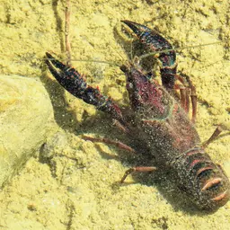 Red Swamp Crayfish, photo 6