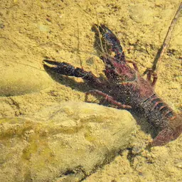 Red Swamp Crayfish, photo 7