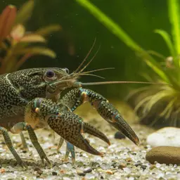 Marbled Crayfish