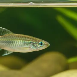 Large Finned Lampeye