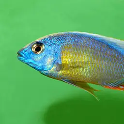 Fenestratus