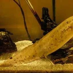 Marbled Lungfish, photo 1