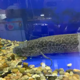 Marbled Lungfish, photo 7
