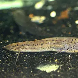 West African Lungfish, photo 1