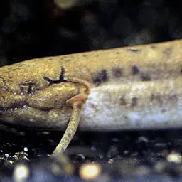 West African Lungfish, photo 2