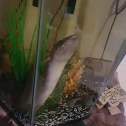 West African Lungfish, photo 3