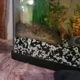 West African Lungfish, photo 4