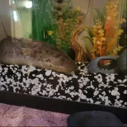 West African Lungfish, photo 5