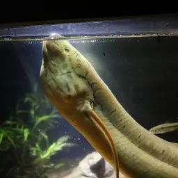 West African Lungfish, photo 6