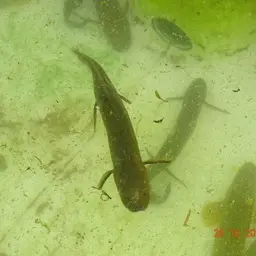 West African Lungfish, photo 7