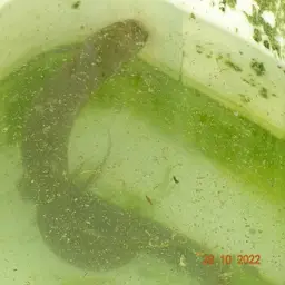 West African Lungfish, photo 8