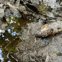 Slender Lungfish, photo 2