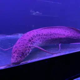 Slender Lungfish, photo 1