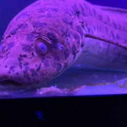Slender Lungfish, photo 3