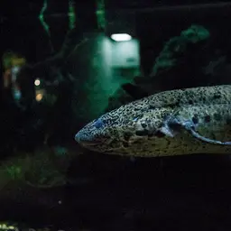 Slender Lungfish, photo 4