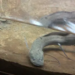 Slender Lungfish, photo 6