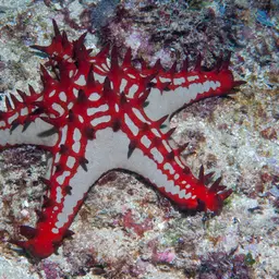 African Red Knob Sea Star, photo 2