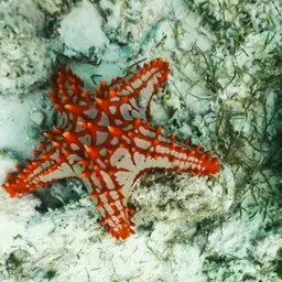 African Red Knob Sea Star
