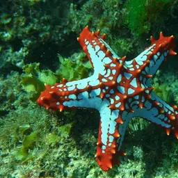 African Red Knob Sea Star, photo 3