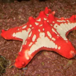African Red Knob Sea Star, photo 4