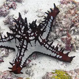 African Red Knob Sea Star, photo 5