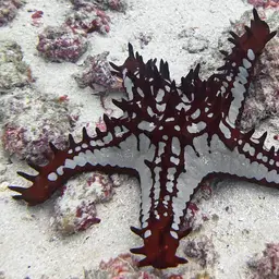 African Red Knob Sea Star, photo 7