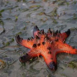 Chocolate Chip Sea Star, photo 2