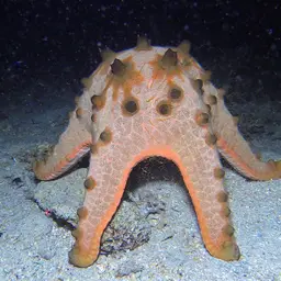 Chocolate Chip Sea Star, photo 1