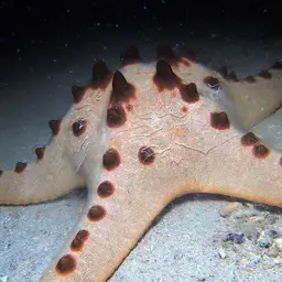 Chocolate Chip Sea Star, photo 3