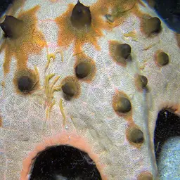 Chocolate Chip Sea Star, photo 4