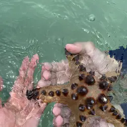 Chocolate Chip Sea Star, photo 5