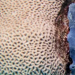 Wrinkle Coral, photo 1