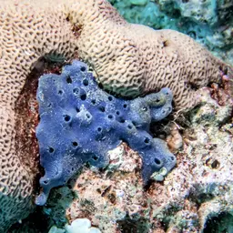 Wrinkle Coral, photo 2