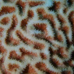 Wrinkle Coral, photo 3