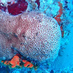 Wrinkle Coral, photo 4