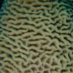 Wrinkle Coral, photo 5