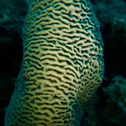 Wrinkle Coral, photo 6