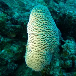Wrinkle Coral, photo 7