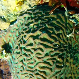 Wrinkle Coral, photo 8