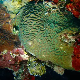 Wrinkle Coral, photo 9